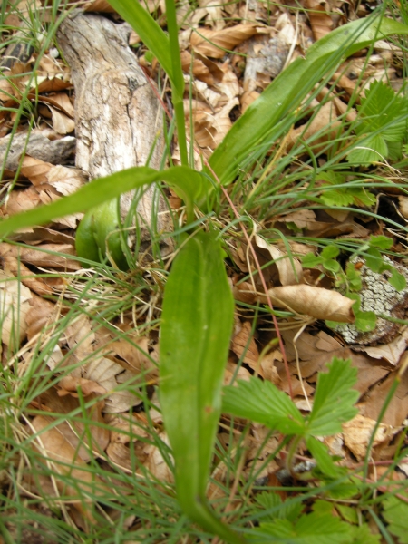 Dacthylorhiza fuchsii bianca